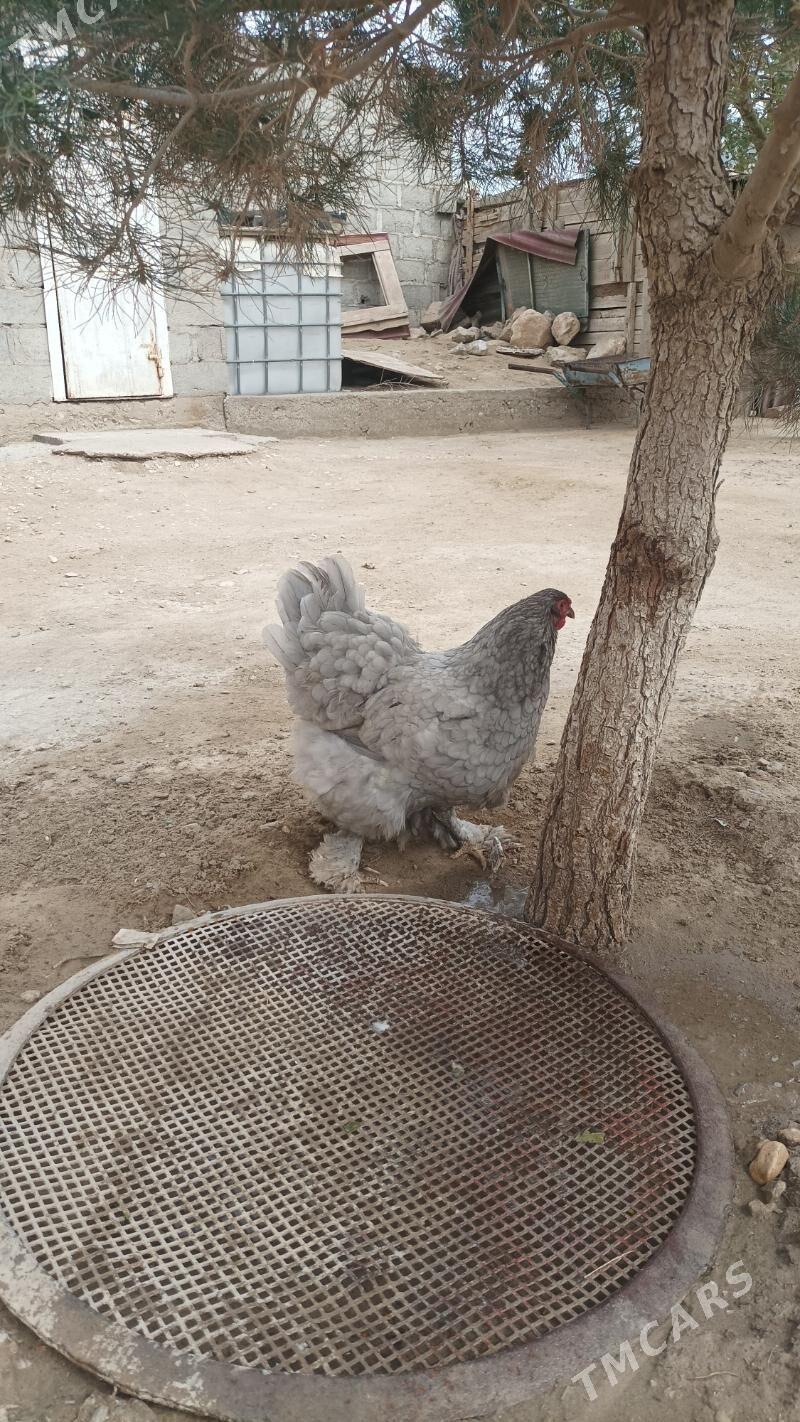 towuk - Gumdag - img 1