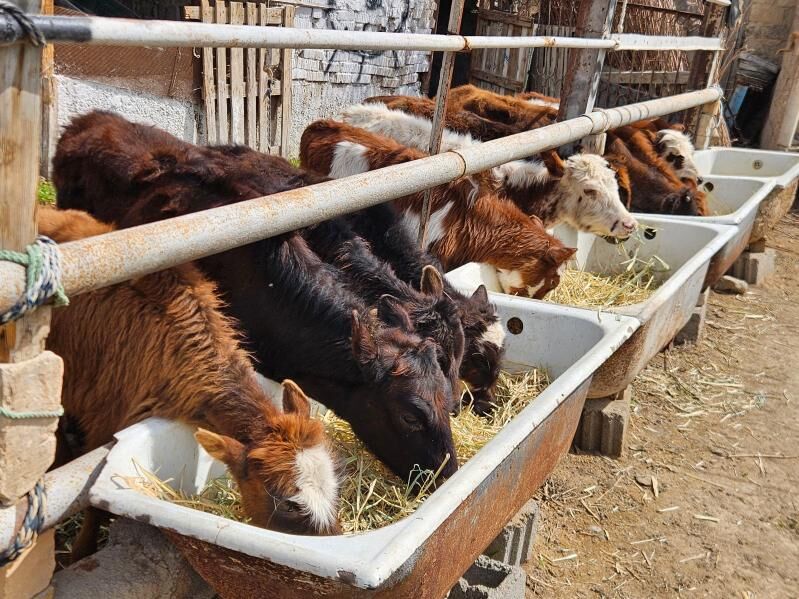 Öküz Tüweler - Бузмеин - img 1