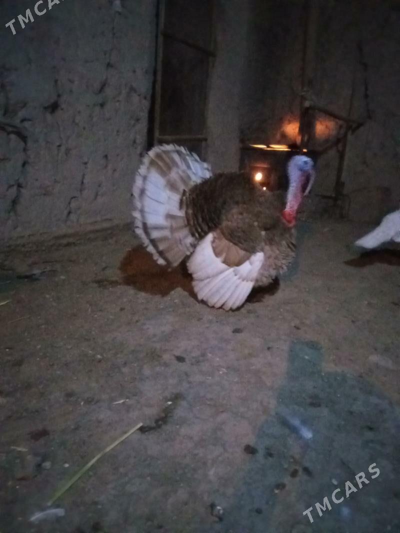 induk owgan - Шабатский этрап - img 1