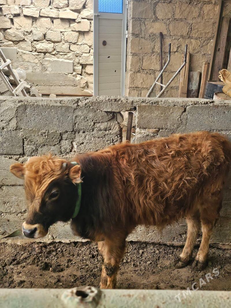 ökuz - Gumdag - img 1