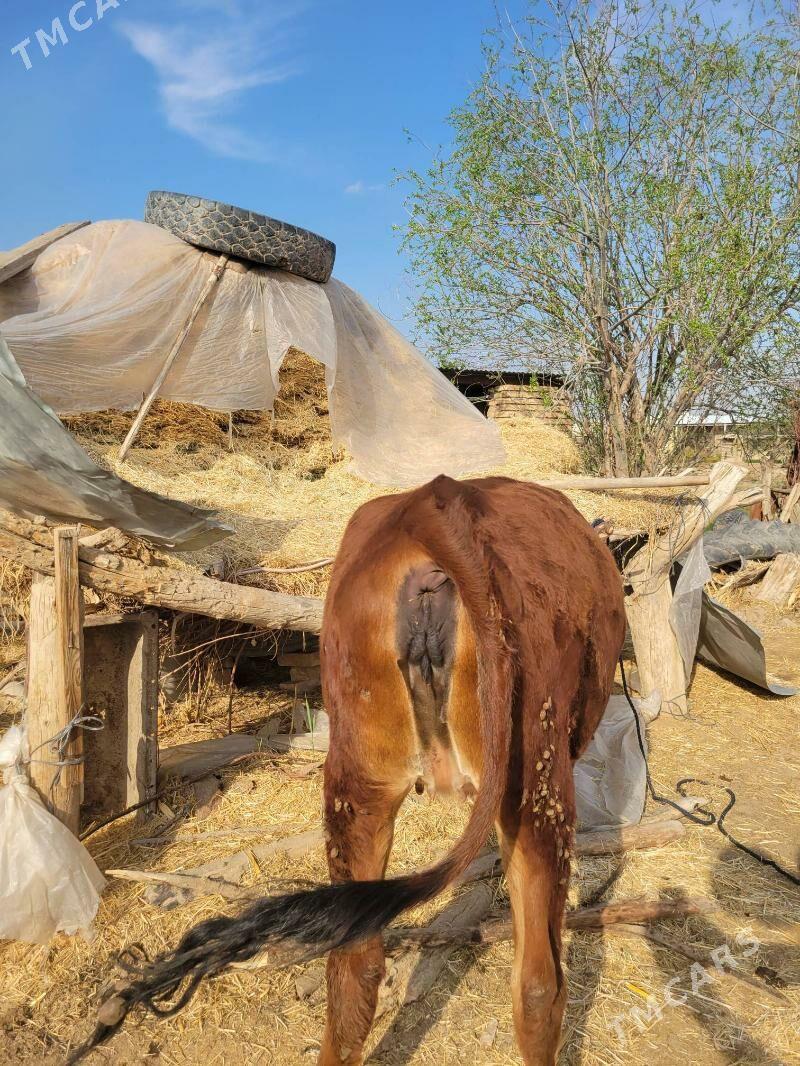 Gulajin - Sakarçäge - img 1