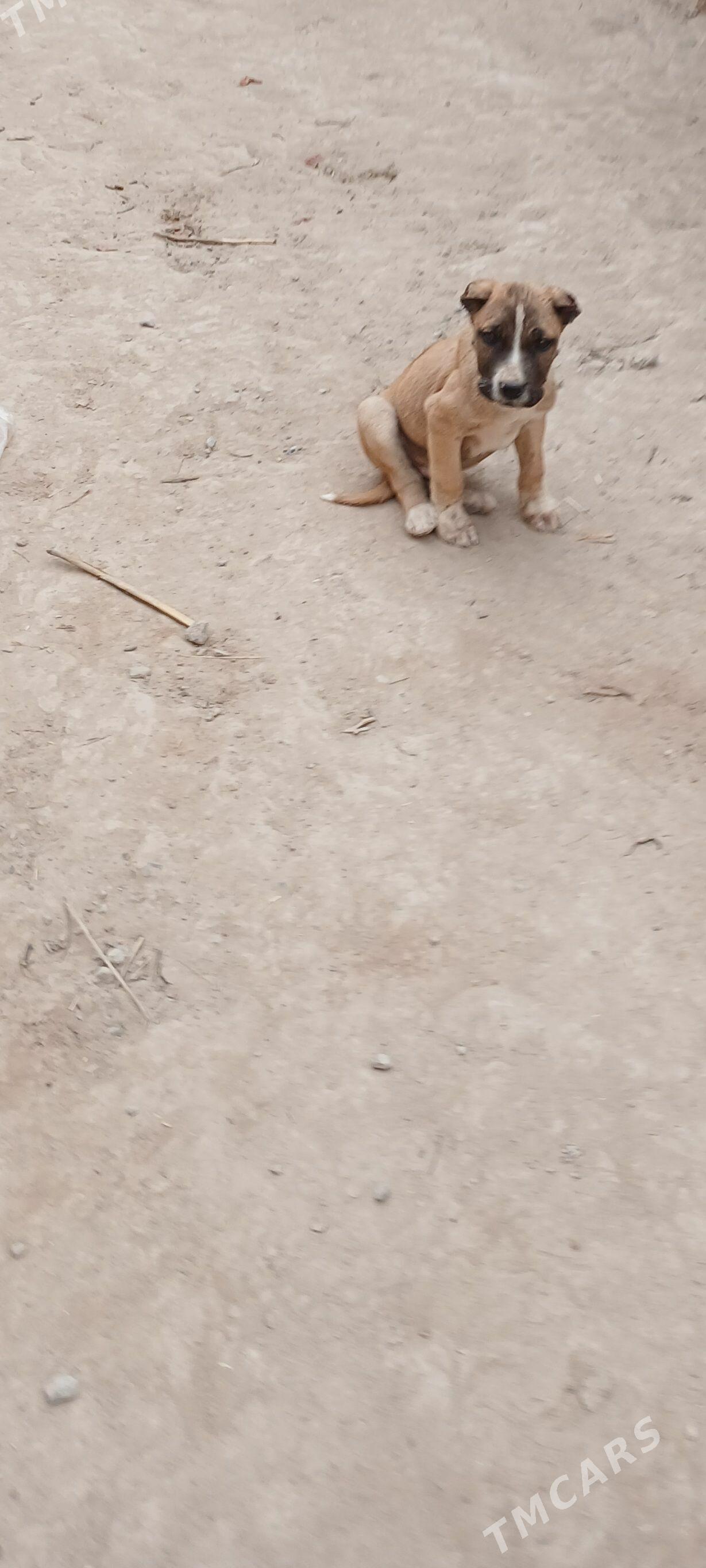 pidbul,pitbul - Дашогуз - img 1