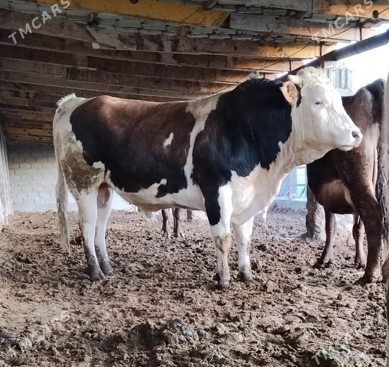 SIMENTAL OKUZ - Bäherden - img 1