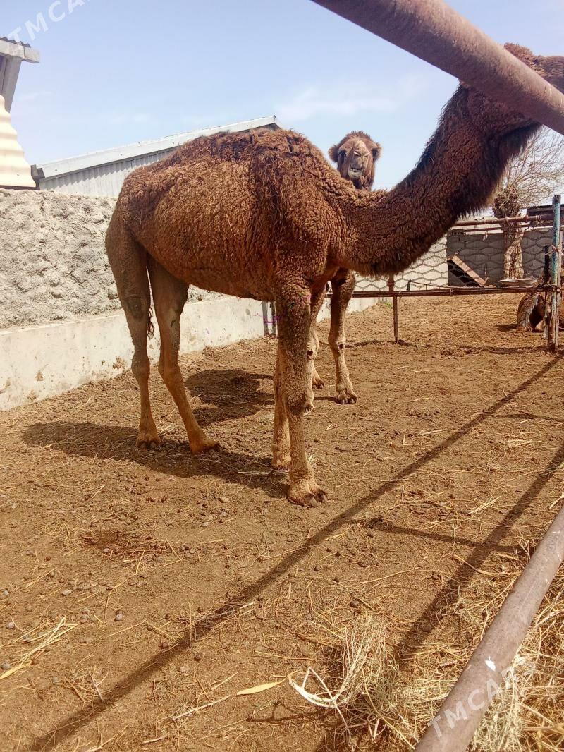 duye - Bäherden - img 1