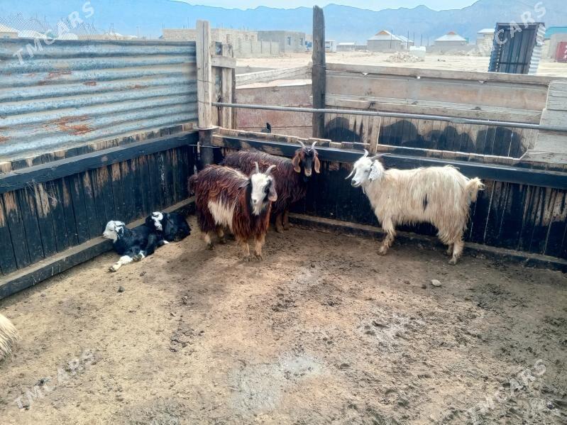 geci - Jebel - img 1