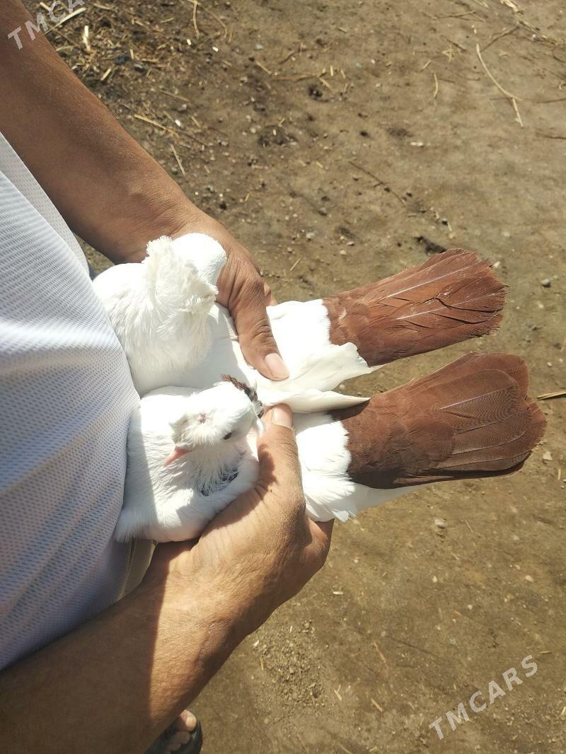 kepderi - Мары - img 1