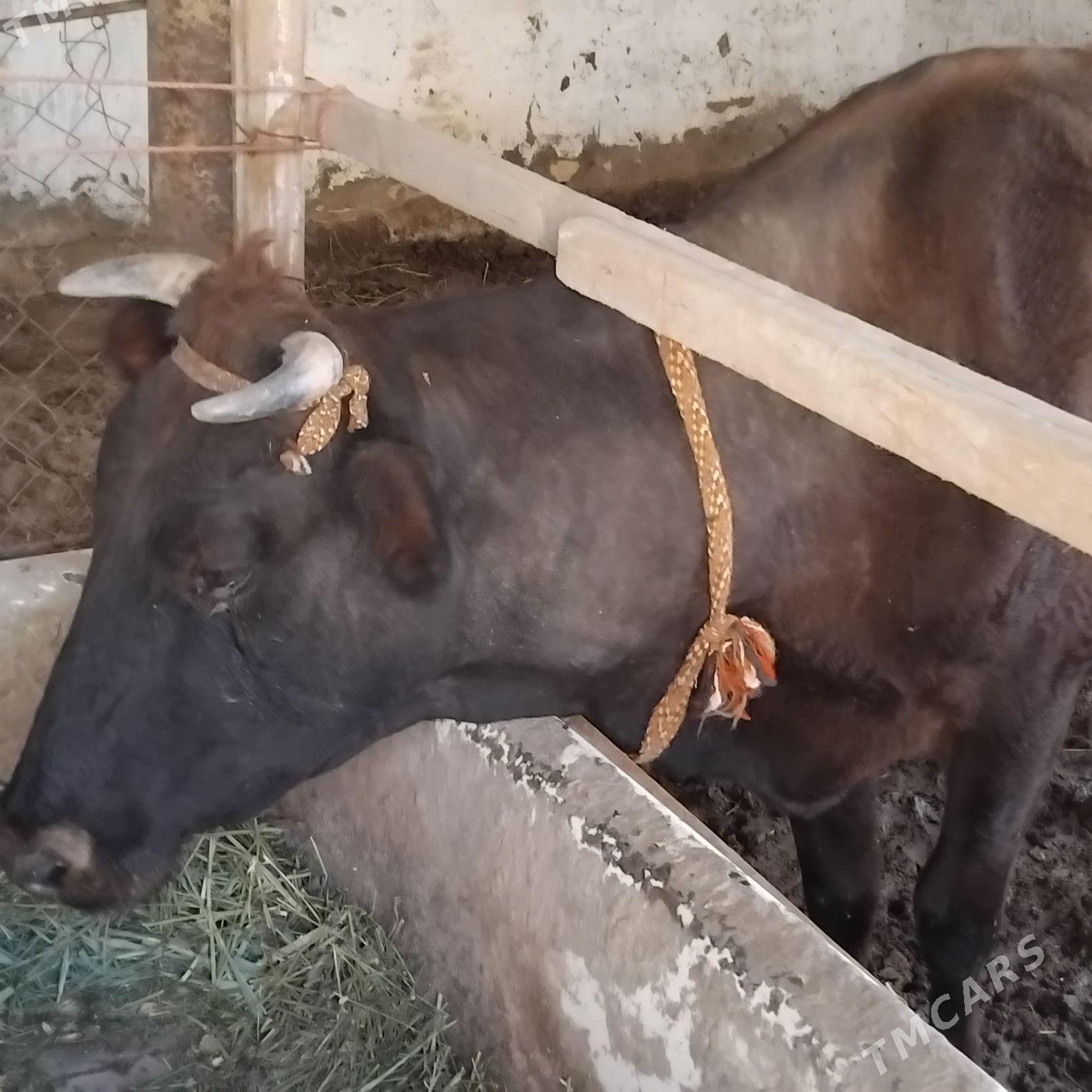 göleli sygyr. - Mary - img 1