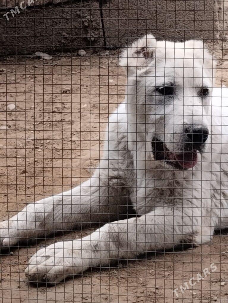 it 6-aýlyk - Büzmeýin GRES - img 1