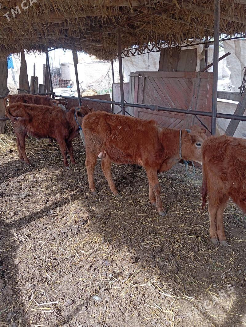 Okuzler - Чарджоу - img 1