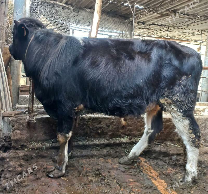 okuz - Ýaşlyk - img 1