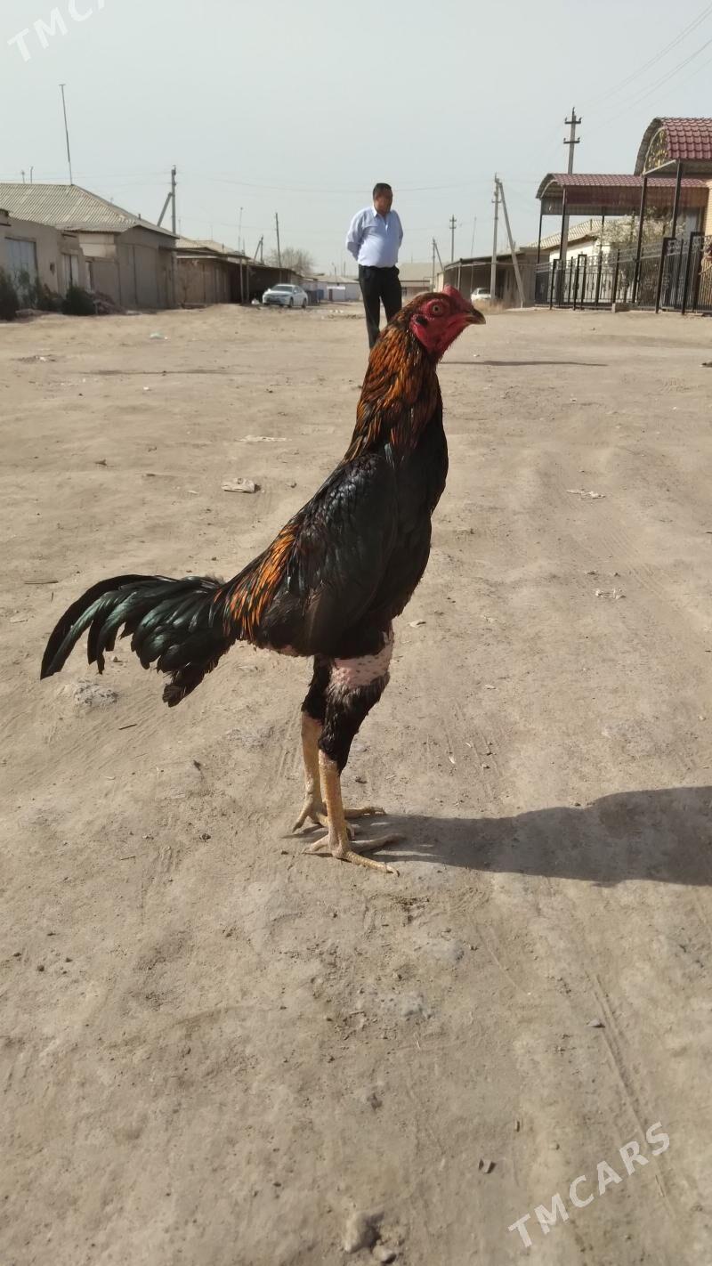 juja - Дашогуз - img 1