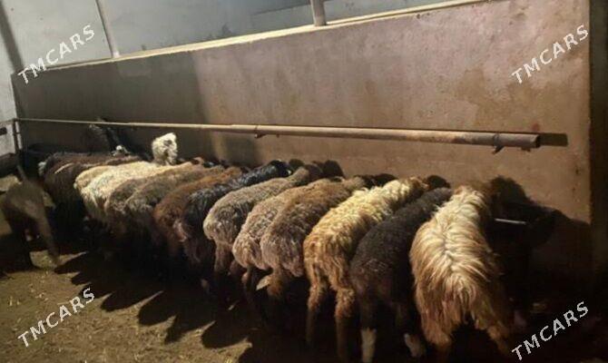 Toklular - Balkanabat - img 1