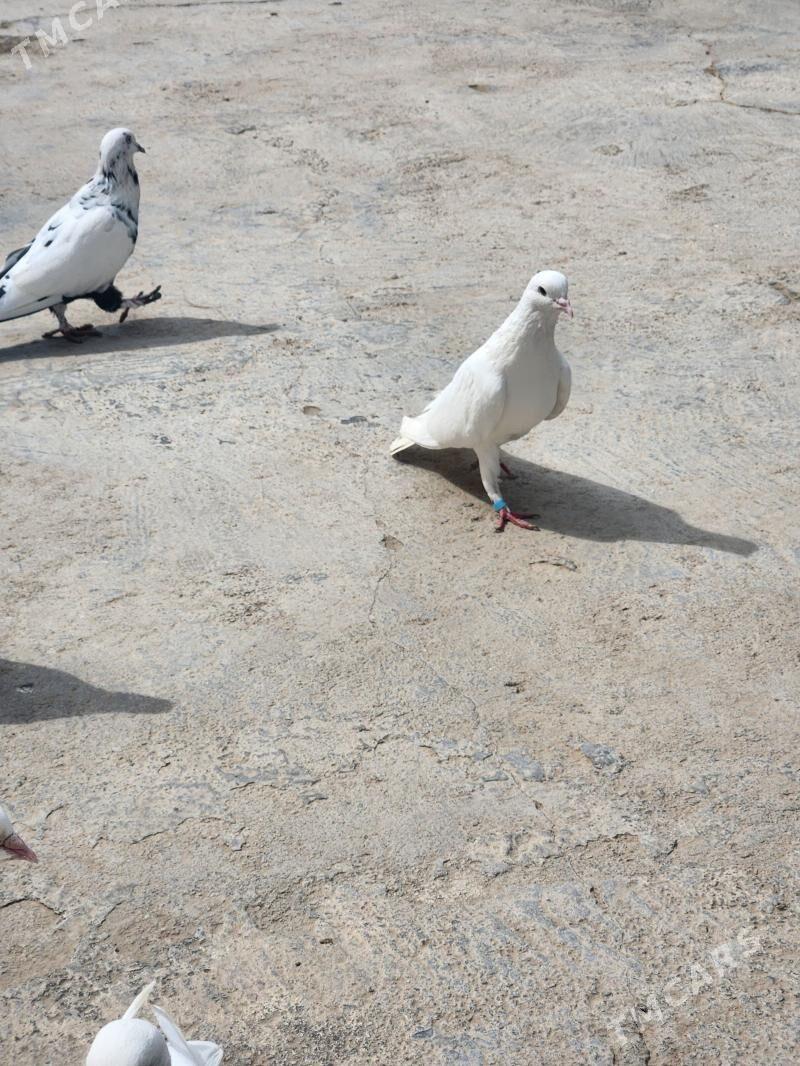 kepderi - Çoganly - img 1
