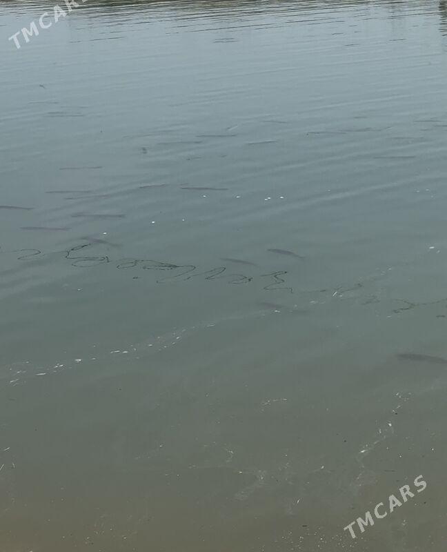 Amur balyk - Мары - img 1