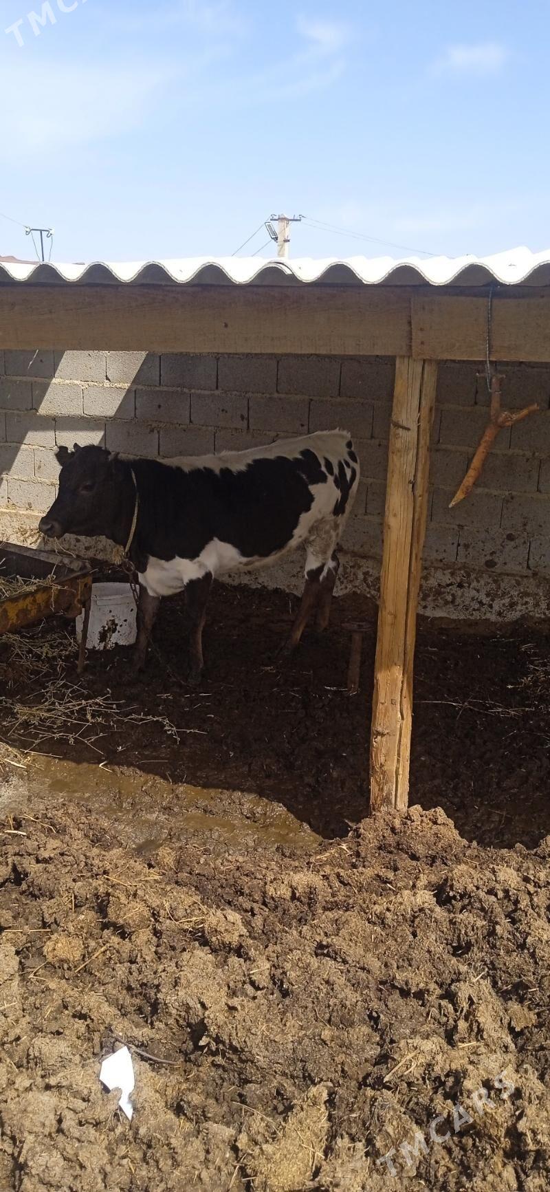 Tuwe - Бахарден - img 1