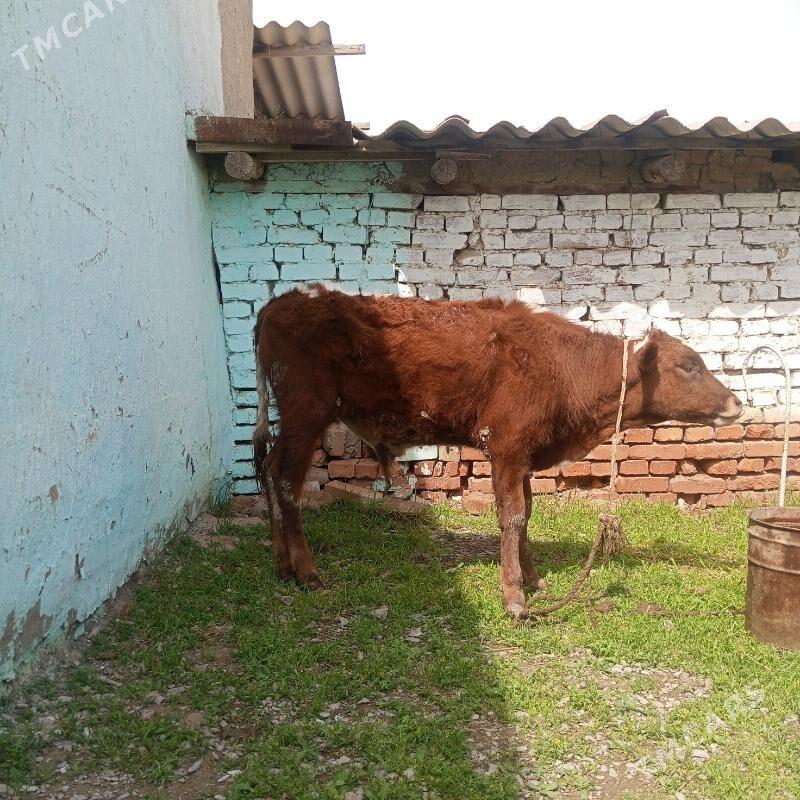 okuzce - Bäherden - img 1