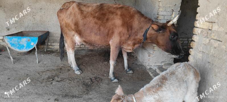 Goleli sygyr - Baýramaly - img 1