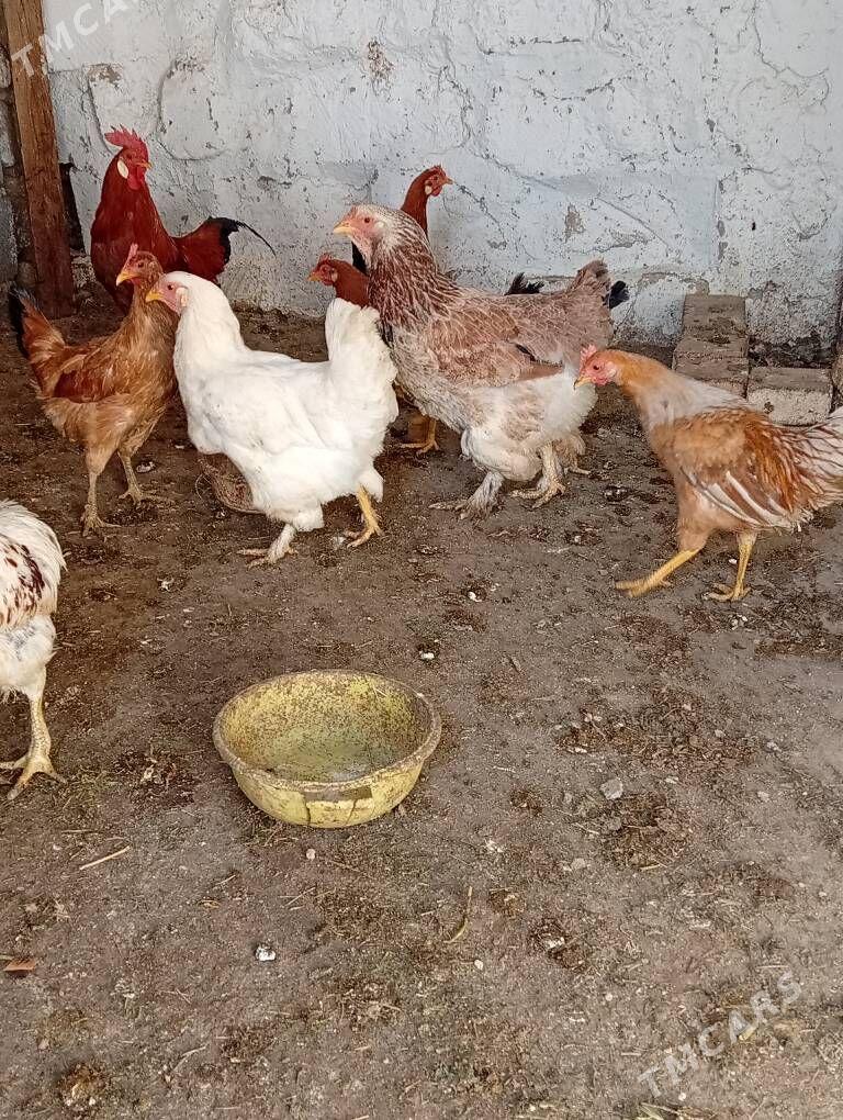 towuklar - Гызыларбат - img 1