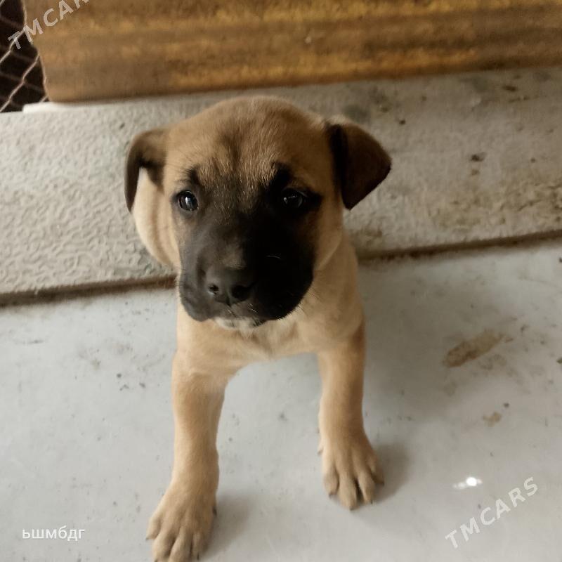 Pidbul - Ашхабад - img 1