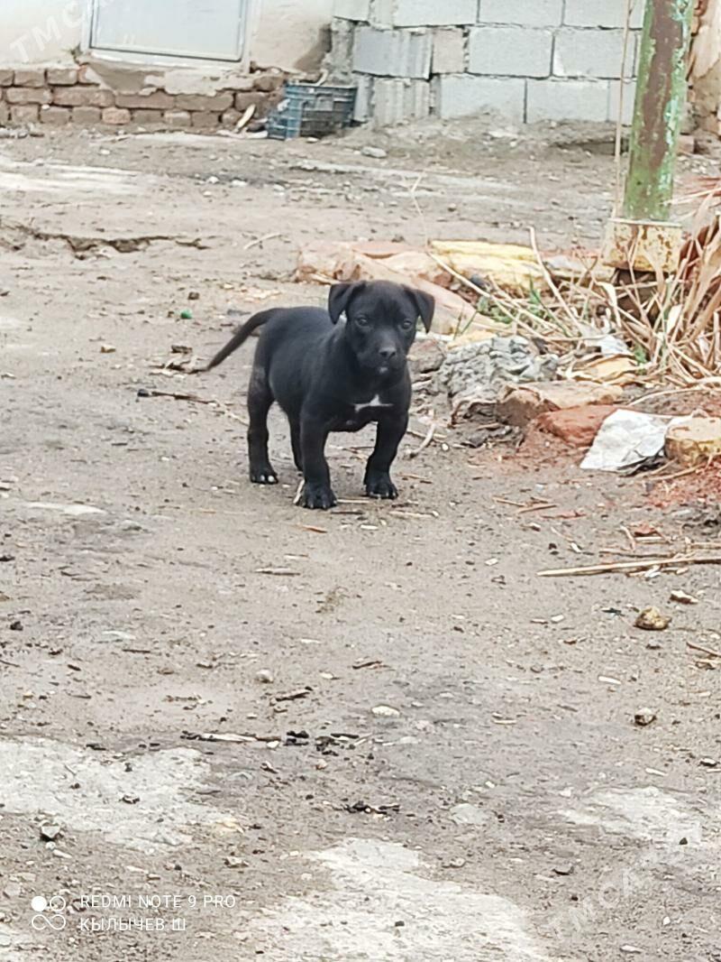 Пидбул - Дашогуз - img 1