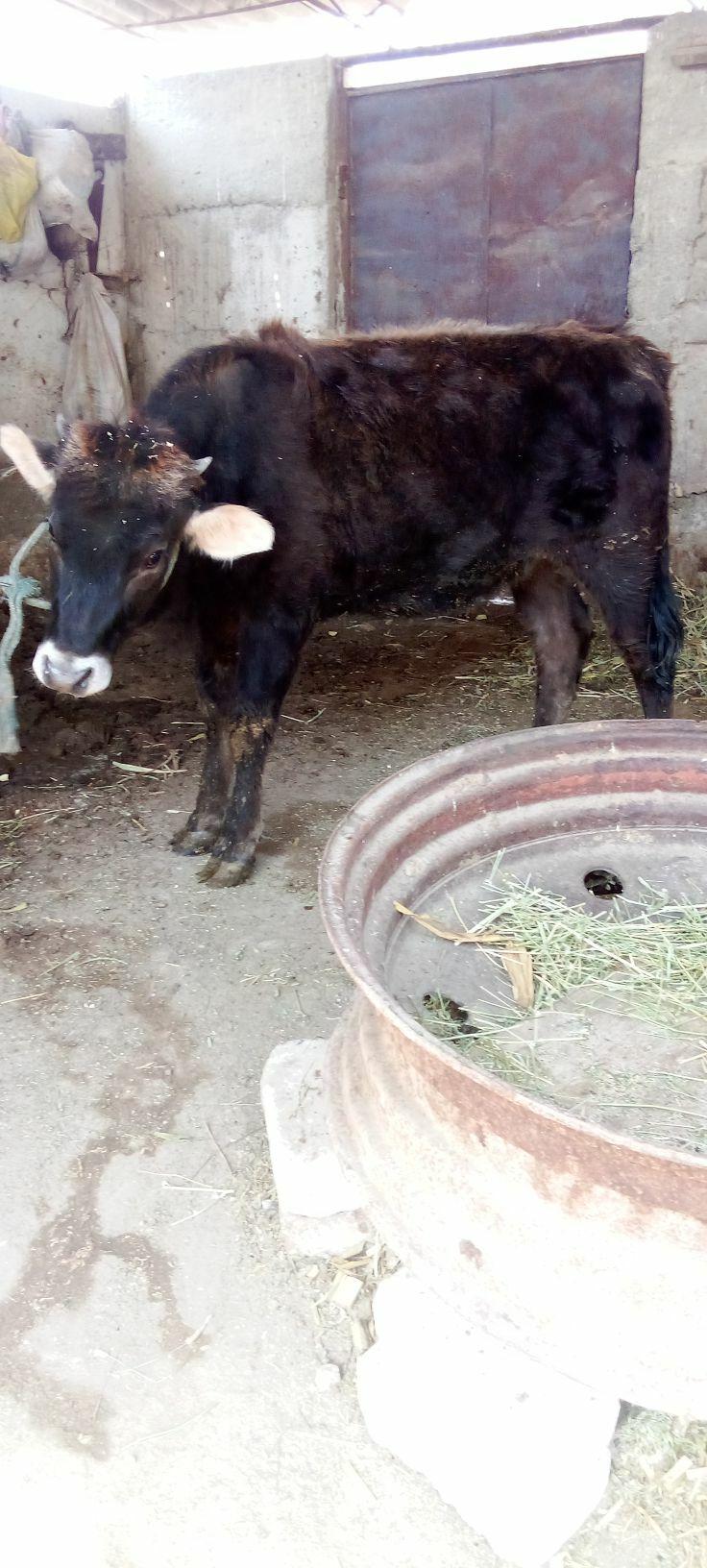 tüwe - Яшлык - img 1