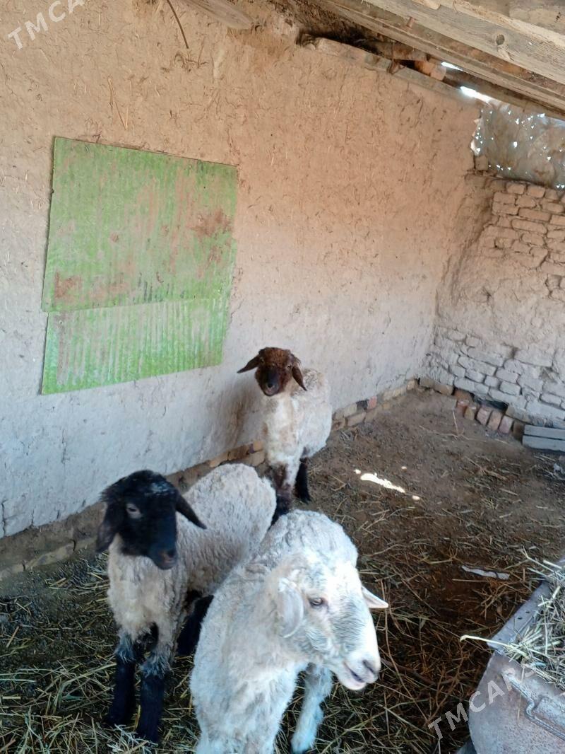 goyyn - Türkmenabat - img 1