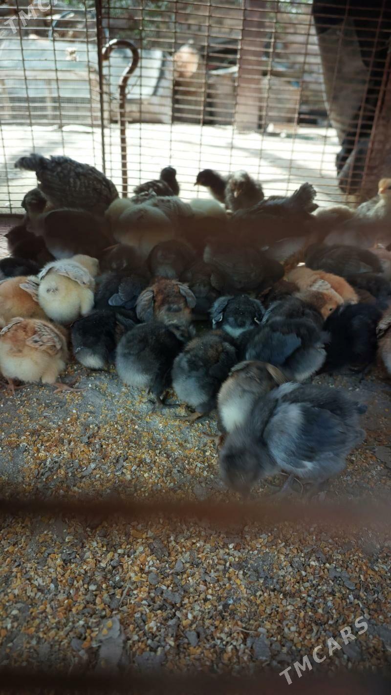 juje - Саят - img 1