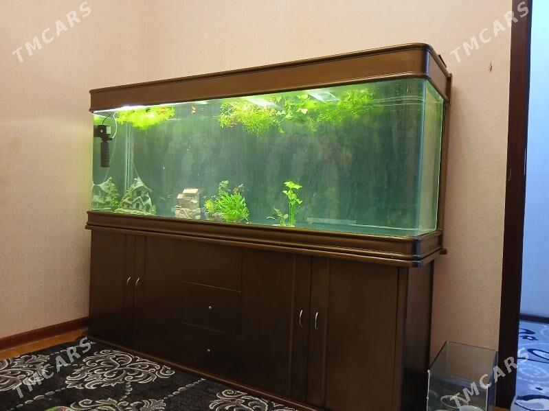 Аквариум - Туркменабат - img 1