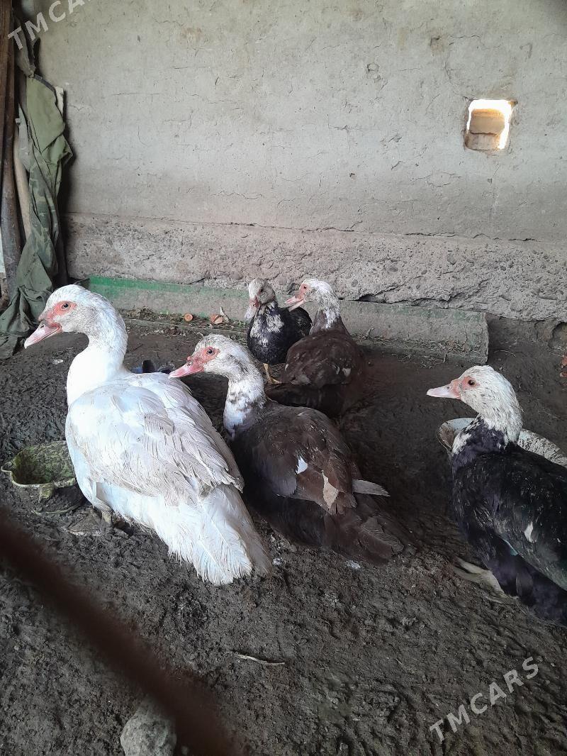 indautga - Mary - img 1