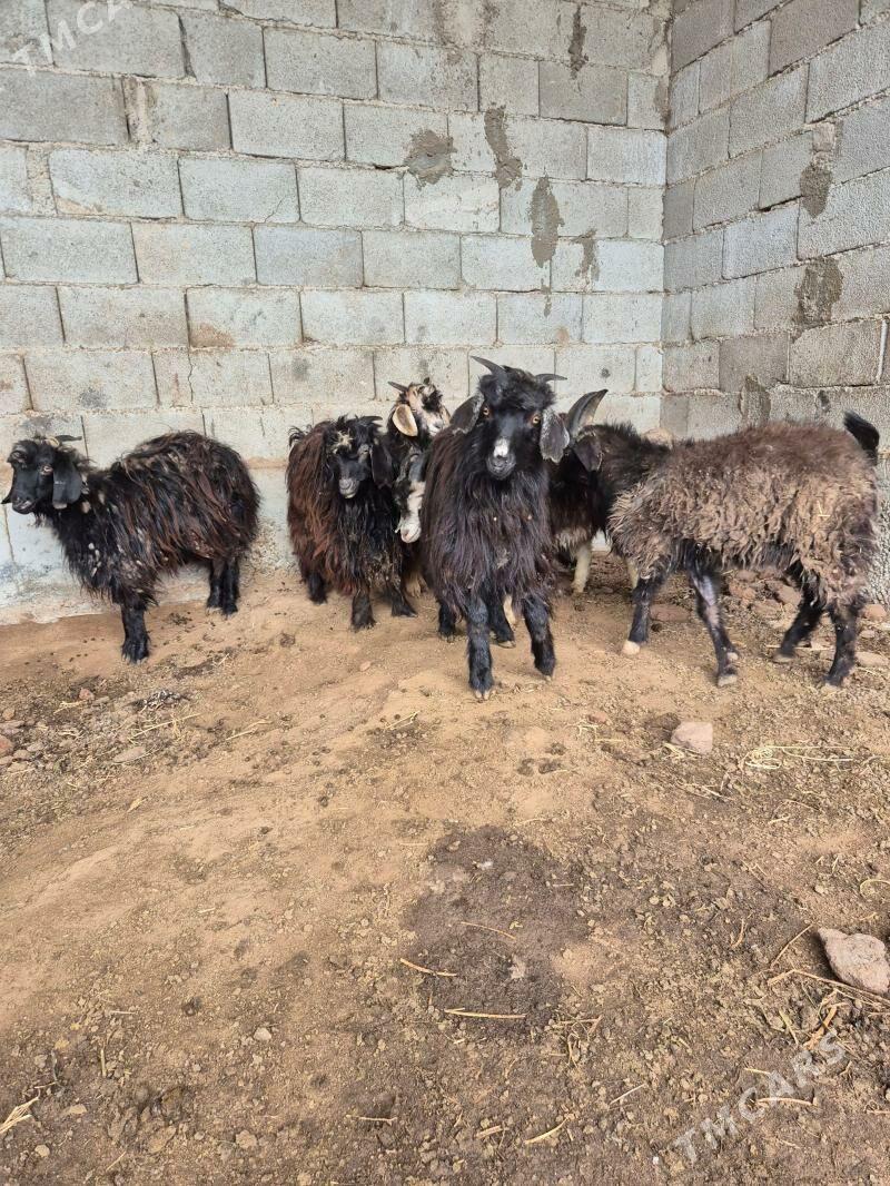 cebis - Aşgabat - img 1