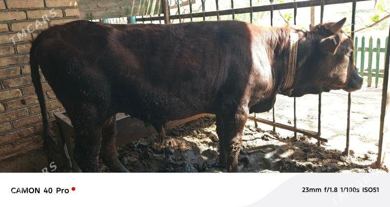 Okuz bakylan - Mary - img 1