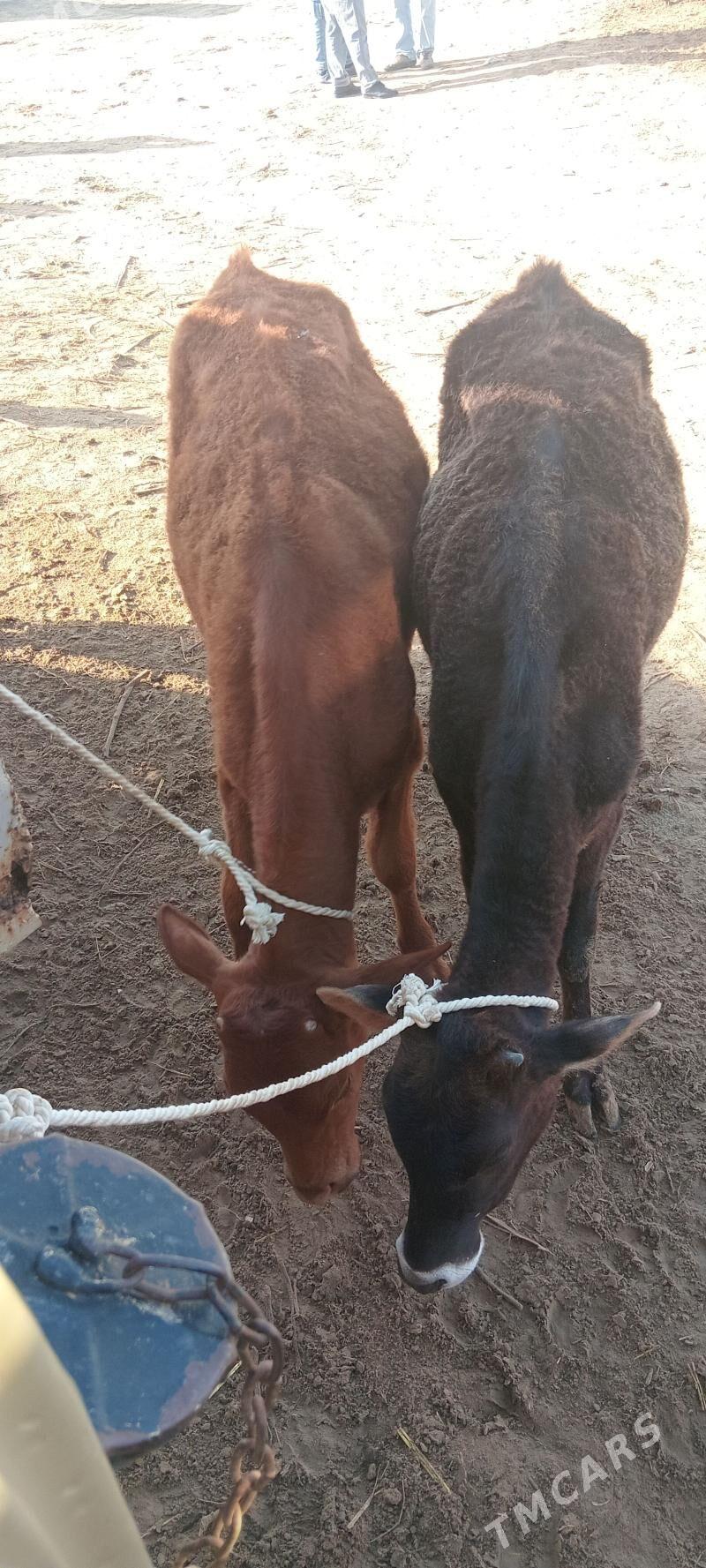 gulajynlar - Mary - img 1