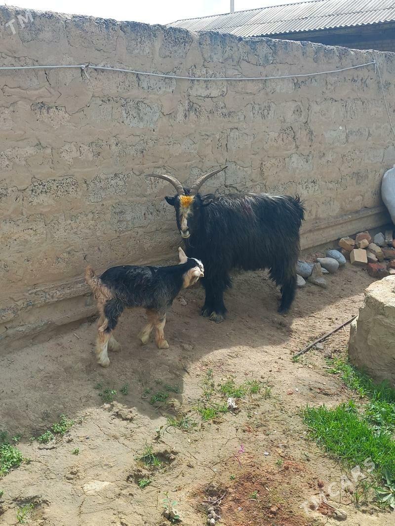 Owlakly geçi - Гёкдепе - img 1