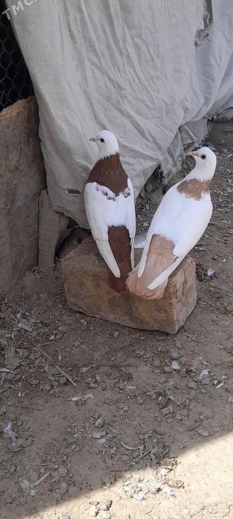 kepderi - Mary - img 1