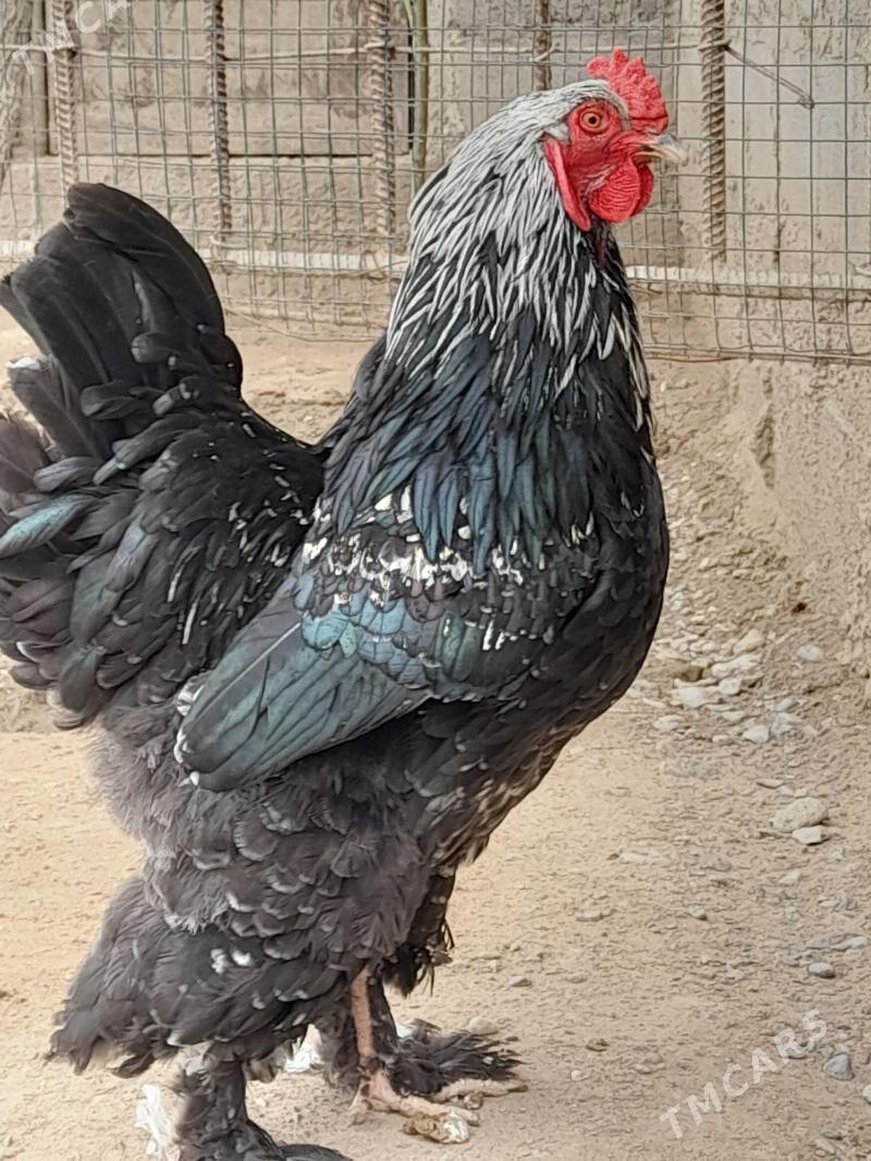 Horaz - Gumdag - img 1