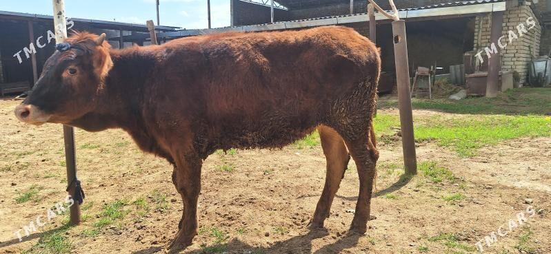 tuwe - Aşgabat - img 1