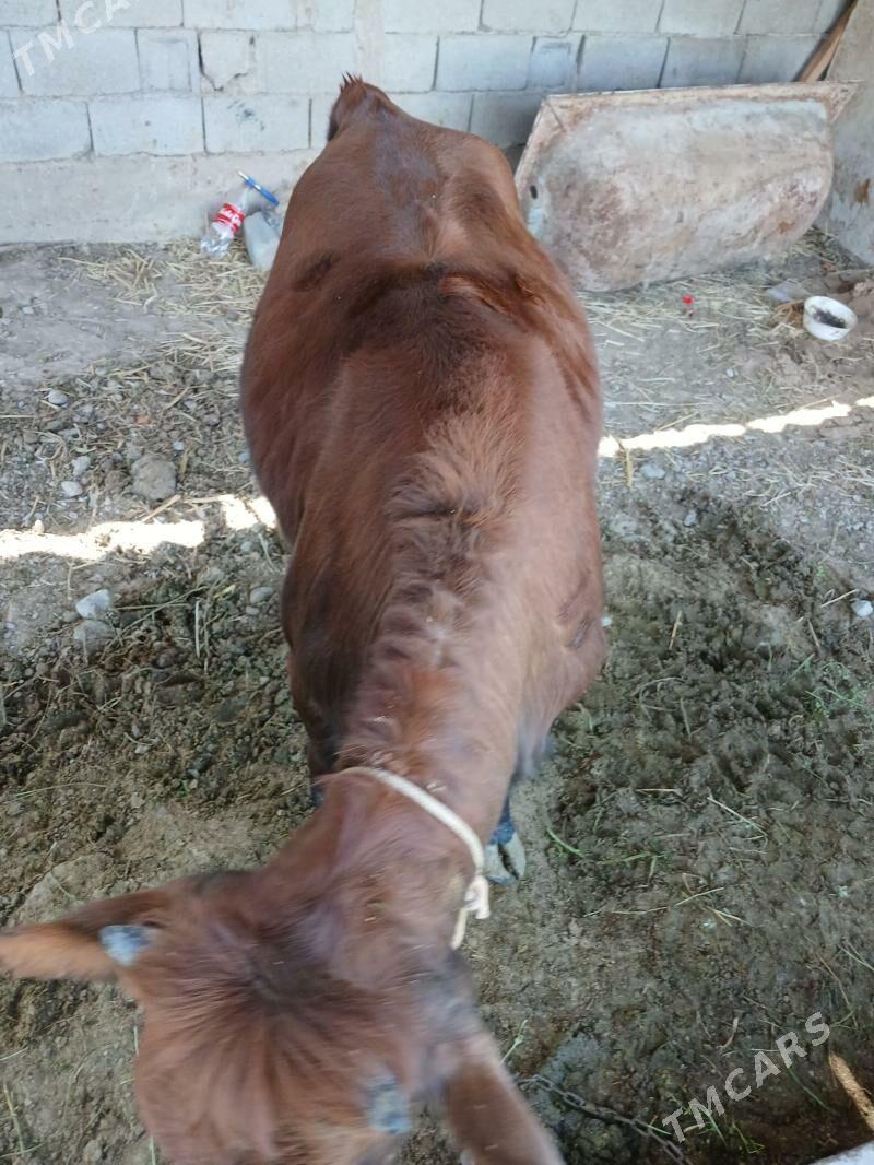 tuwe - Aşgabat - img 1