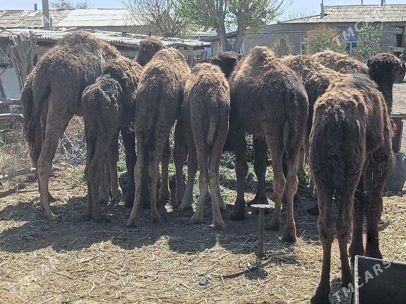 Torum - Бабадайхан - img 1