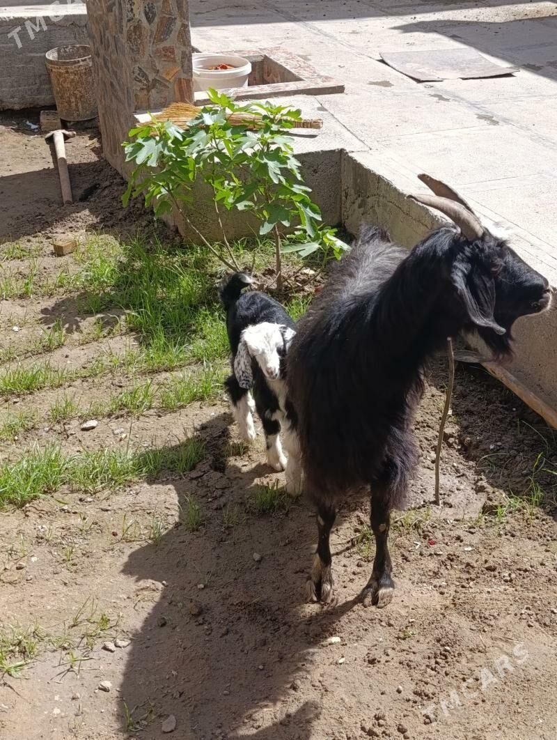 owlakly geci - Мары - img 1