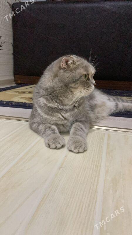 кошка - 11 mkr - img 1