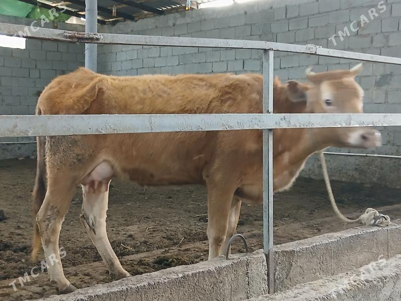 goleli sygyr - Гарадамак - img 1