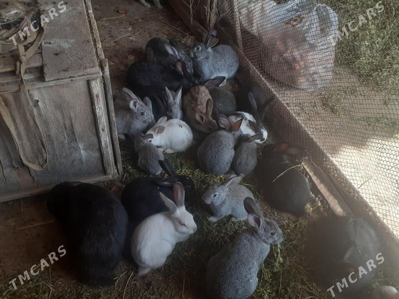 Towsan - Саят - img 1