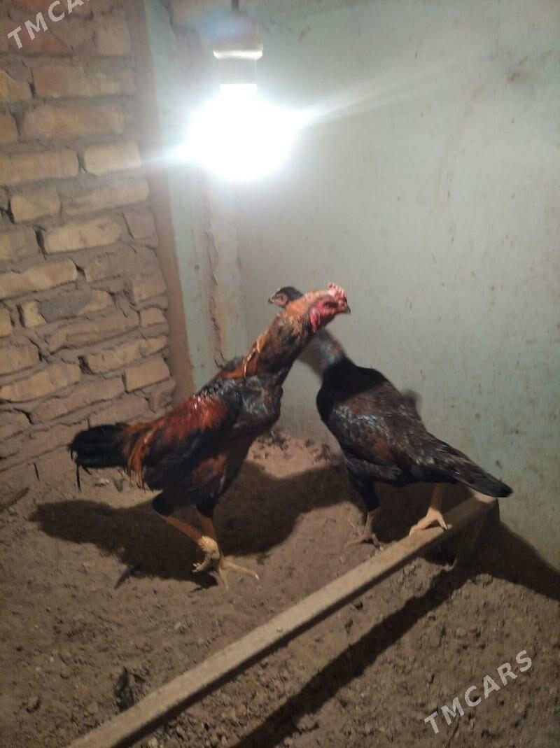 Samo kareý horaz juje - Туркменабат - img 1