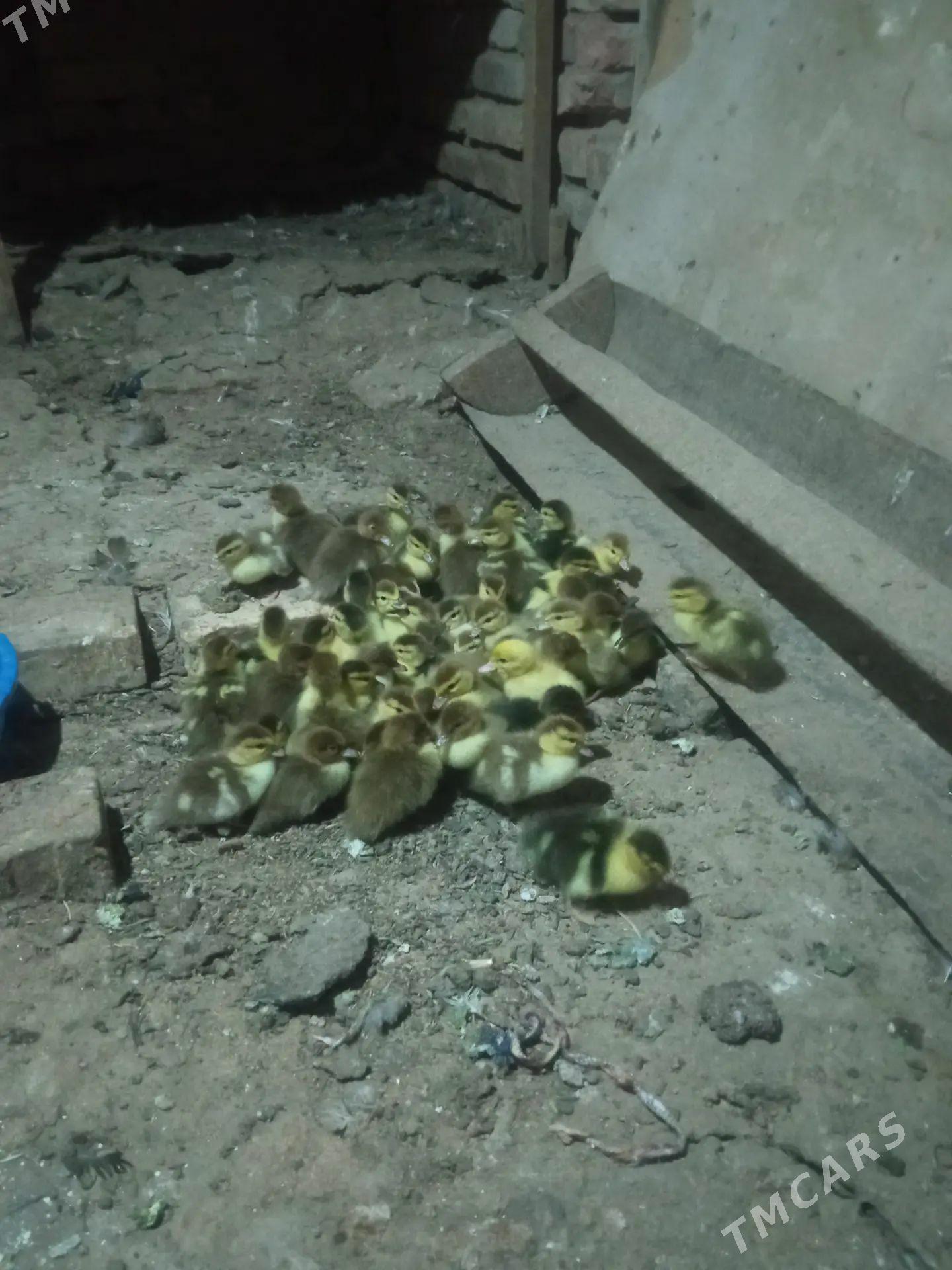 őrdek indawutgo - Мары - img 1