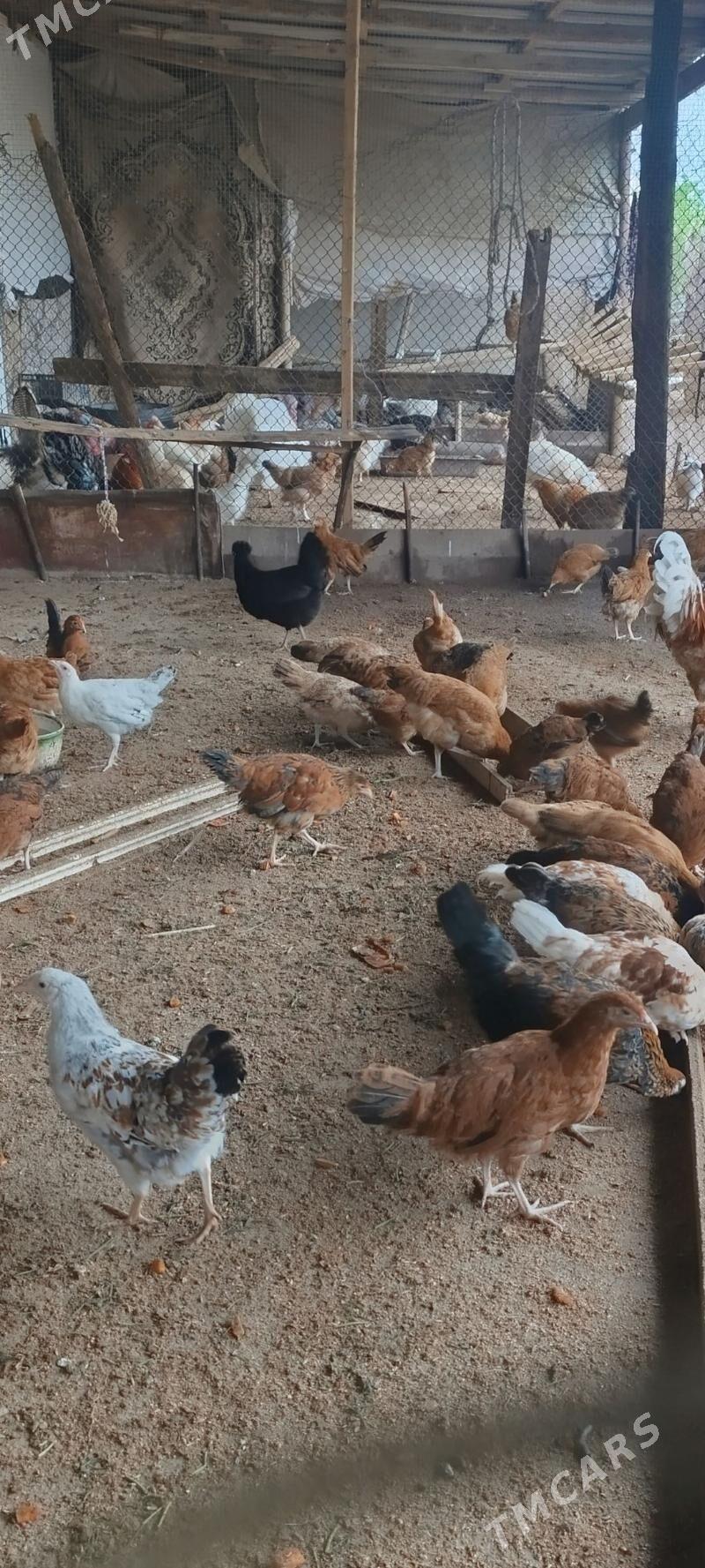 towuk jüyje - Туркменгала - img 1