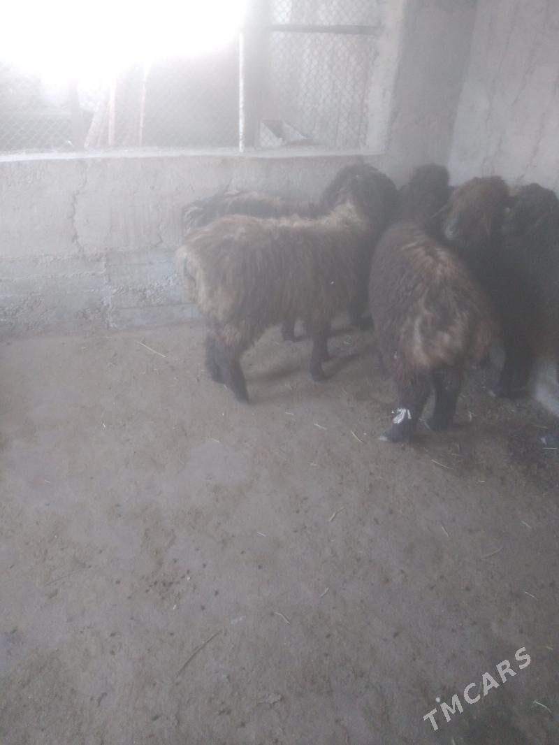 Goyun - Теджен - img 1