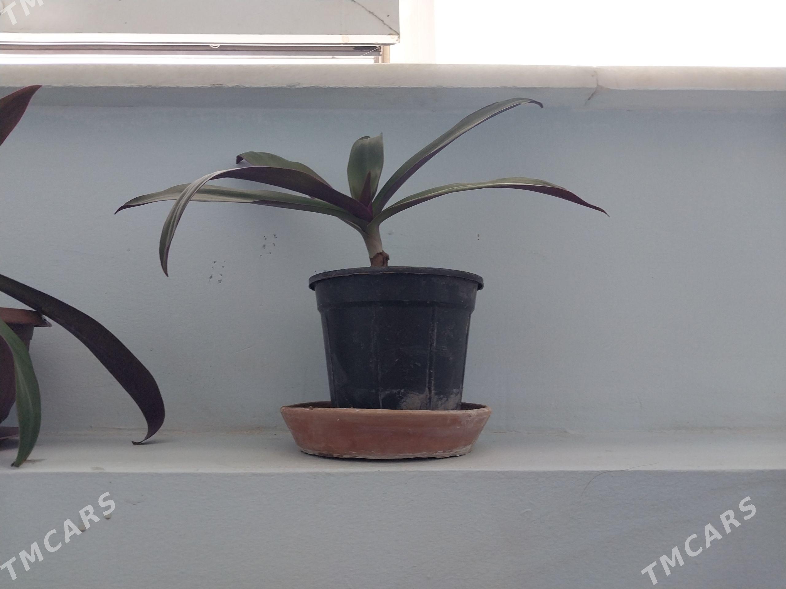 gül - Aşgabat - img 1