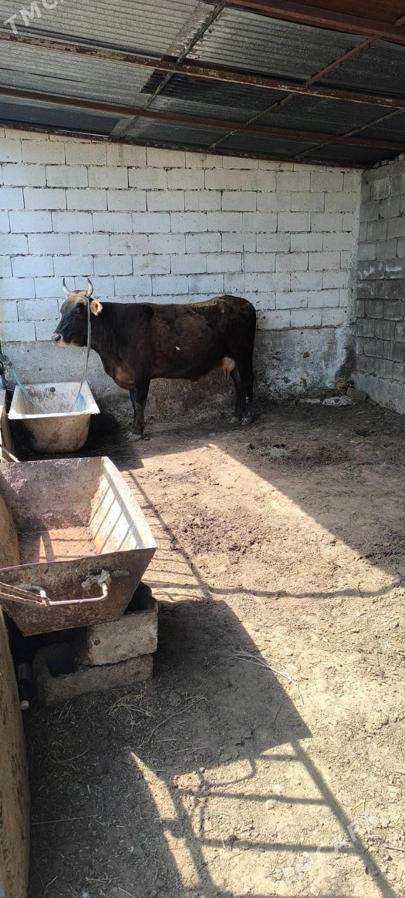 Boğaz Ssygyr - Çoganly - img 1