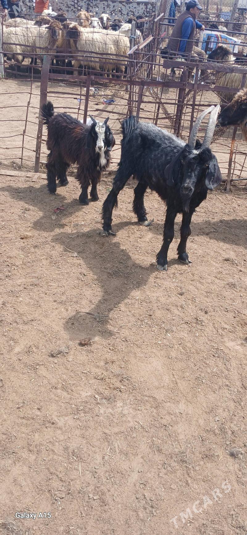 Owlakly geçi - Mary - img 1