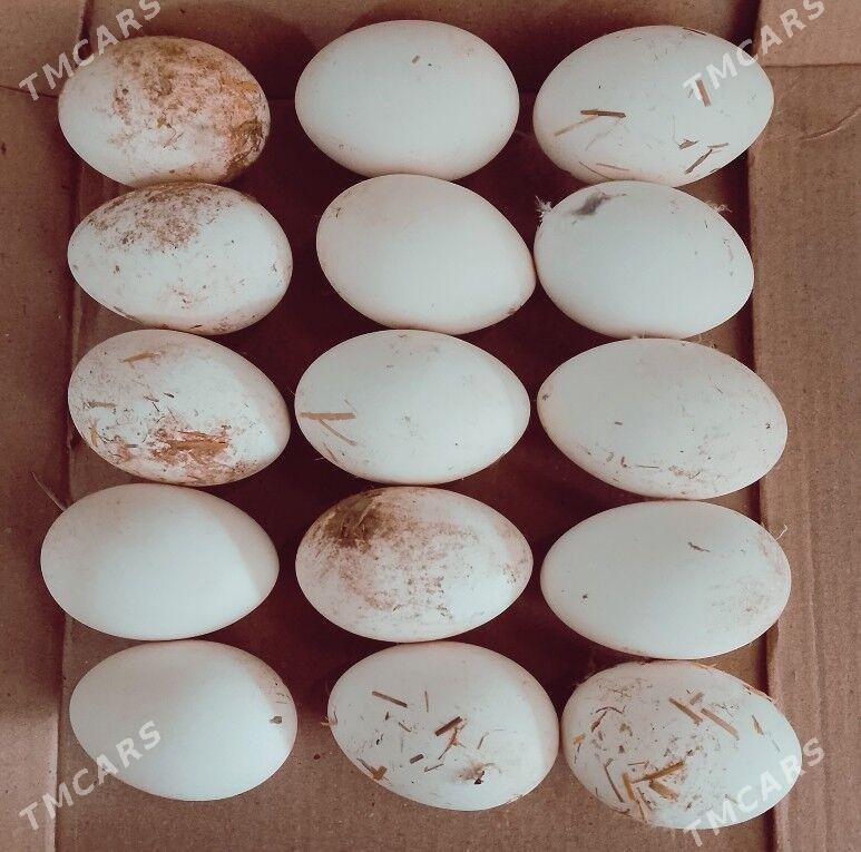 Arassa ketek yumurtgalar - Мары - img 1